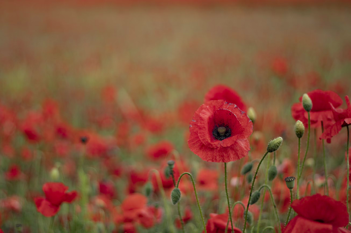 Market Insight for November 7